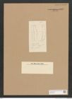 Diatomeae indet. Zeichnungen Sammlung Grunow Nr. 3902 (NHMW-BOT-W0371628)